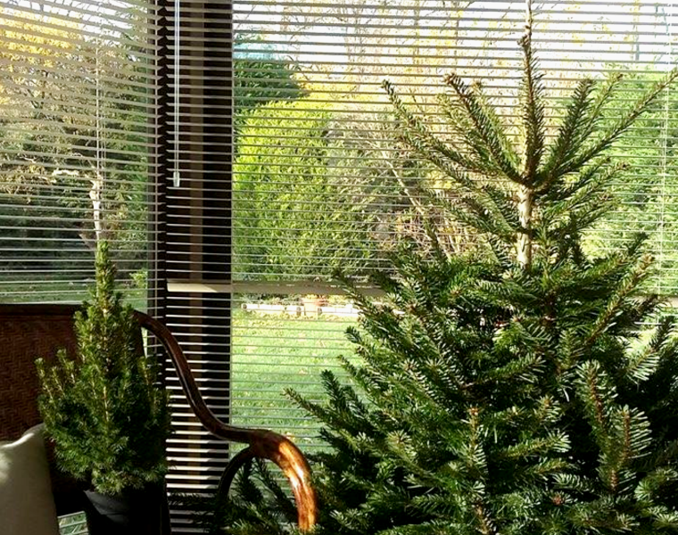 in-the-modd-for-xmas-3