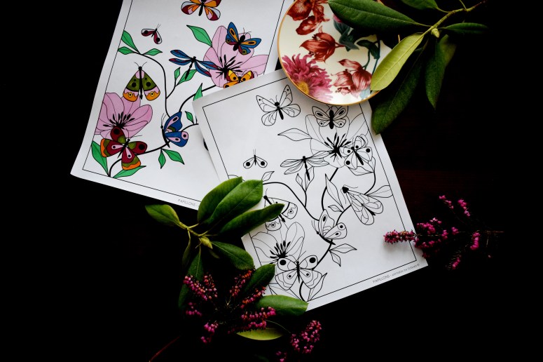 PAPILLONS sofyaa (5)